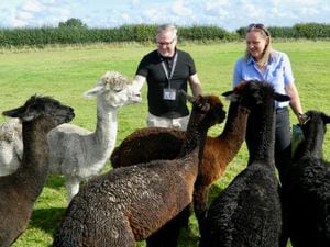 Sam Pryce, The Crossbar Group’s internal operations managers, and Natalie Franklin-Hackett, who runs Frankly Alpacas with her husband John.