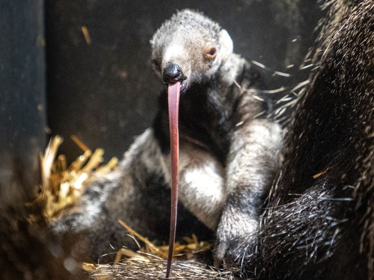 Where do anteaters live? Depends on how you define 'anteater