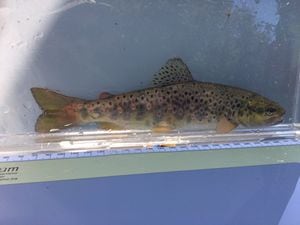 One of the trout that was rescued from the River Redlake. Picture: Dave Throup