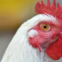 Chicken farm for 160,000 birds near Shifnal recommended for approval despite 1,500 objections