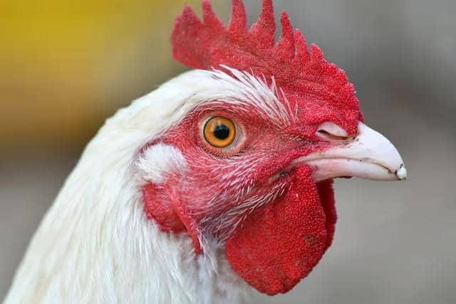 Chicken stock image. Photo: Christel SAGNIEZ from Pixabay