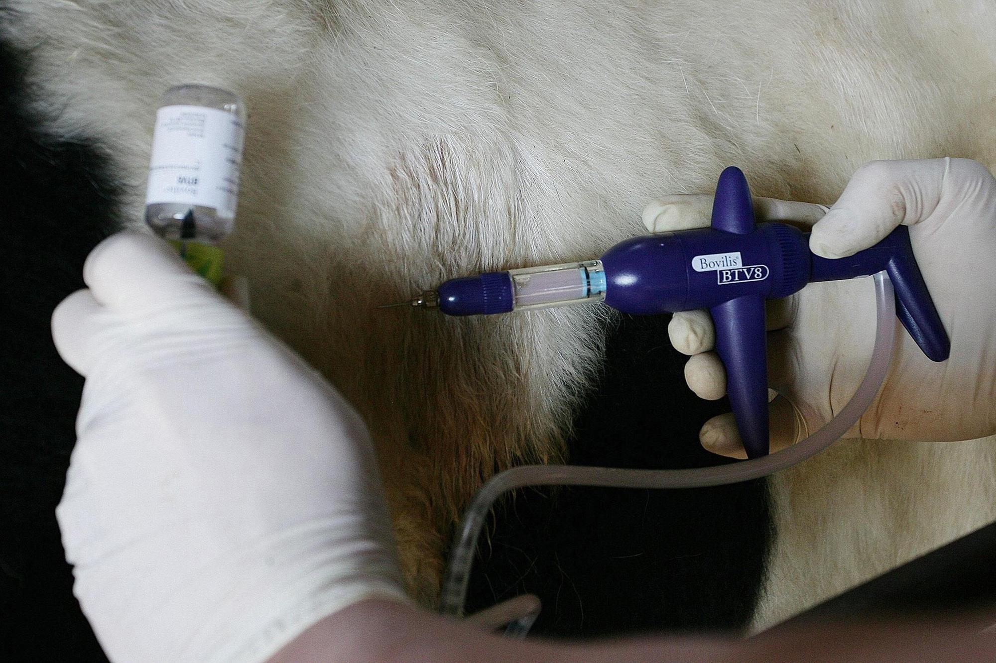 Bluetongue confirmed in Shropshire as cases rise across UK