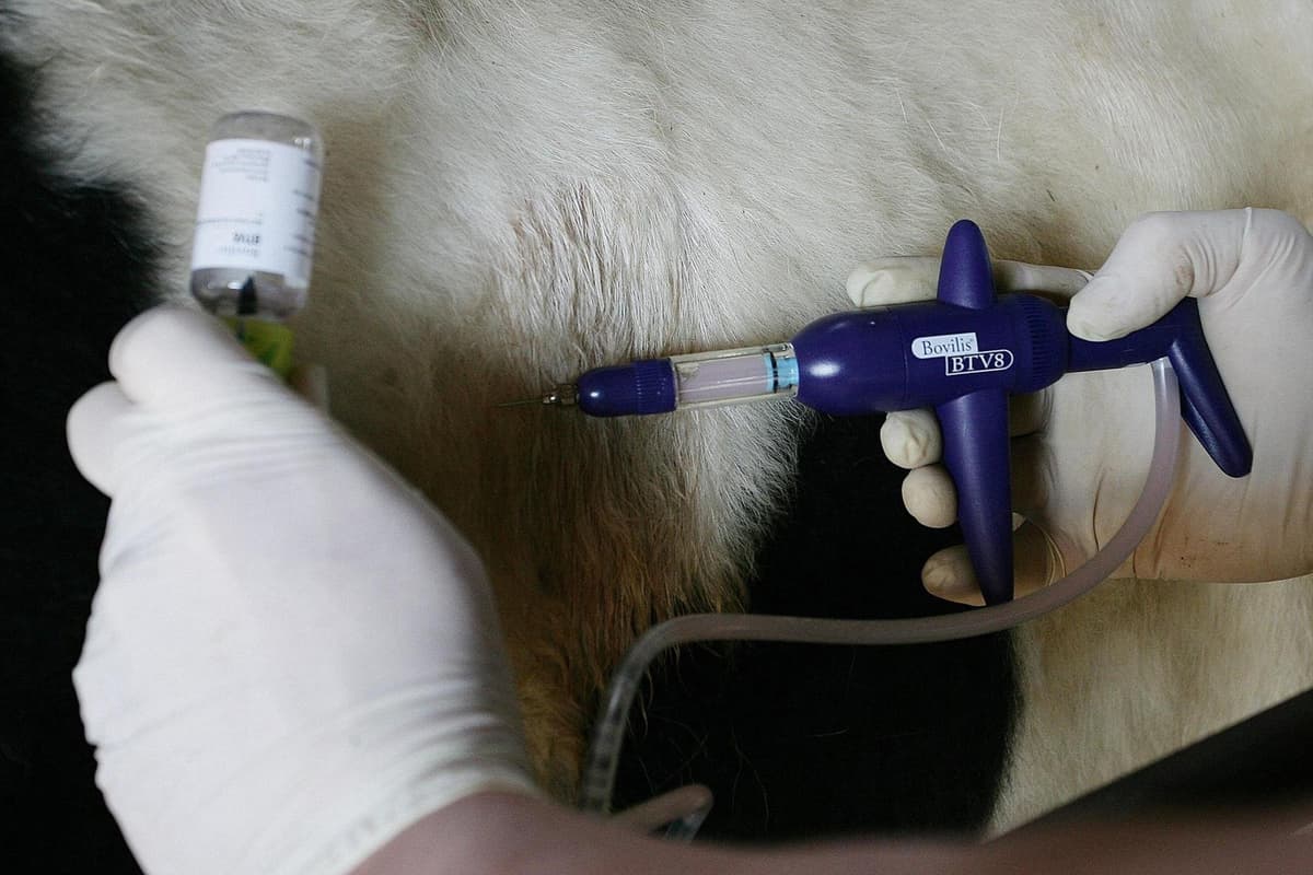 Bluetongue confirmed in Shropshire as cases rise across UK