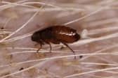  Fleas in your pet’s fur could be just part of the problem, with carpets and bedding harbouring more of the infestation  