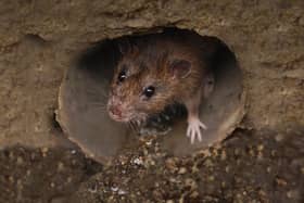 The property, which is managed by Together Housing Association, has been infested with rats, and the condition has disrupted their everyday life as it is claimed their concerns have gone unresolved (Adobe stock picture)